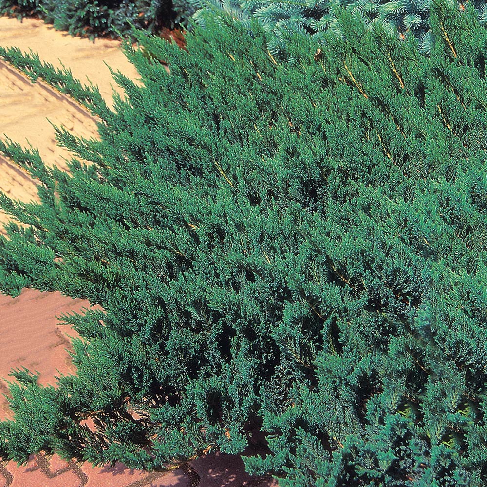 Amerikansk Kryp-en Omnia Garden Blue Chip 25-30 cm