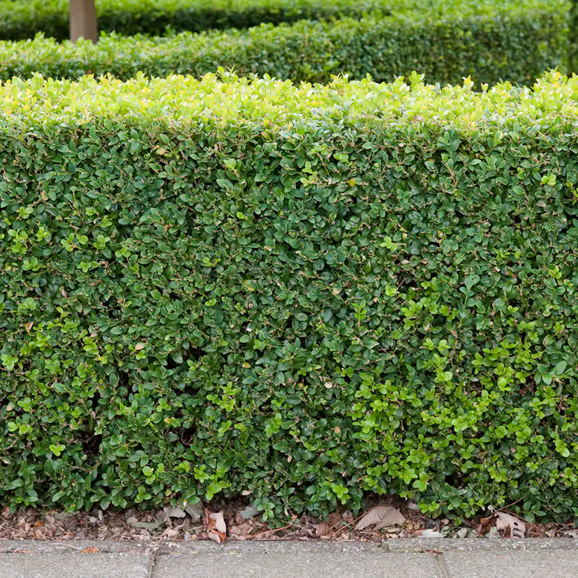 Buske Buxbom Omnia Garden (Buxus Sempervirens) 30-40 cm