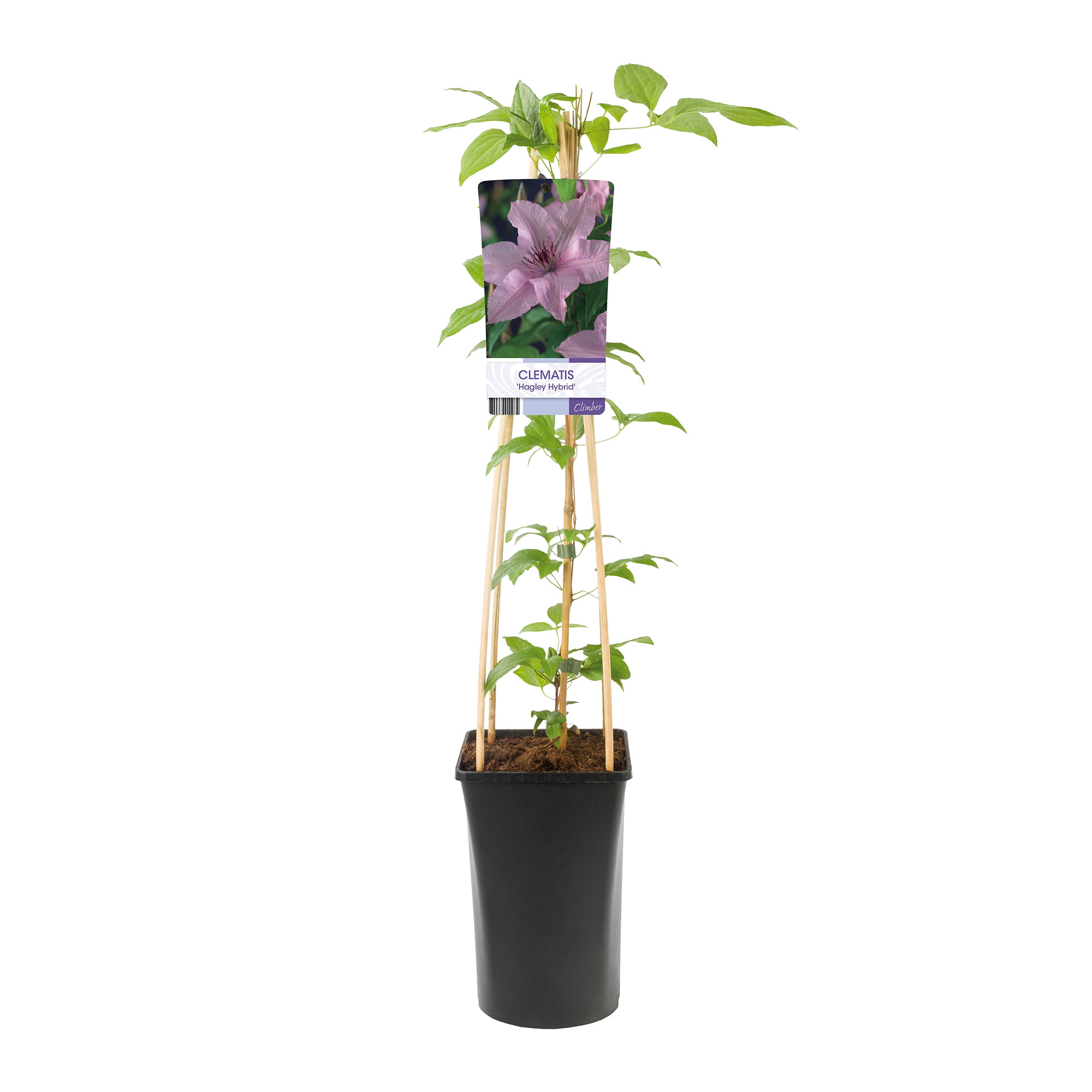 Klätterväxt Storblommig Klematis Omnia Garden Hagley Hybrid 40-60 cm