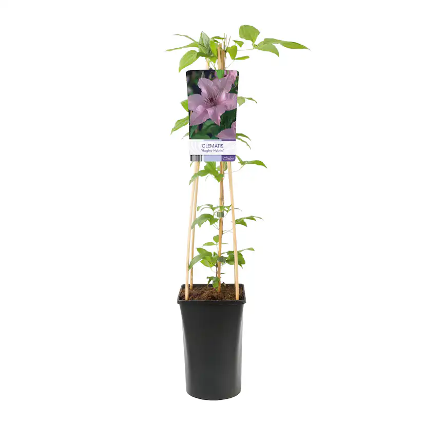 Klätterväxt Storblommig Klematis Omnia Garden Hagley Hybrid 40-60 cm