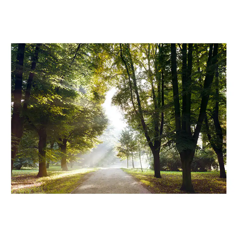 Fototapet Arkiio Morning Walk