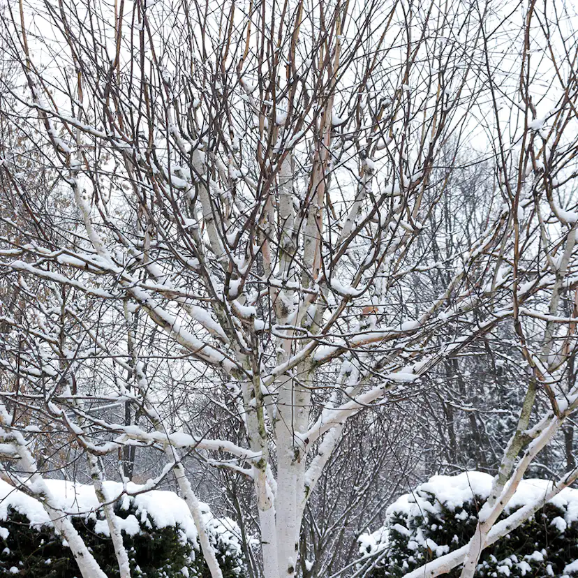 Prydnadsträd Omnia Garden Himalajabjörk, Gröna Lövverk & Gul Blomning, 150-200 cm