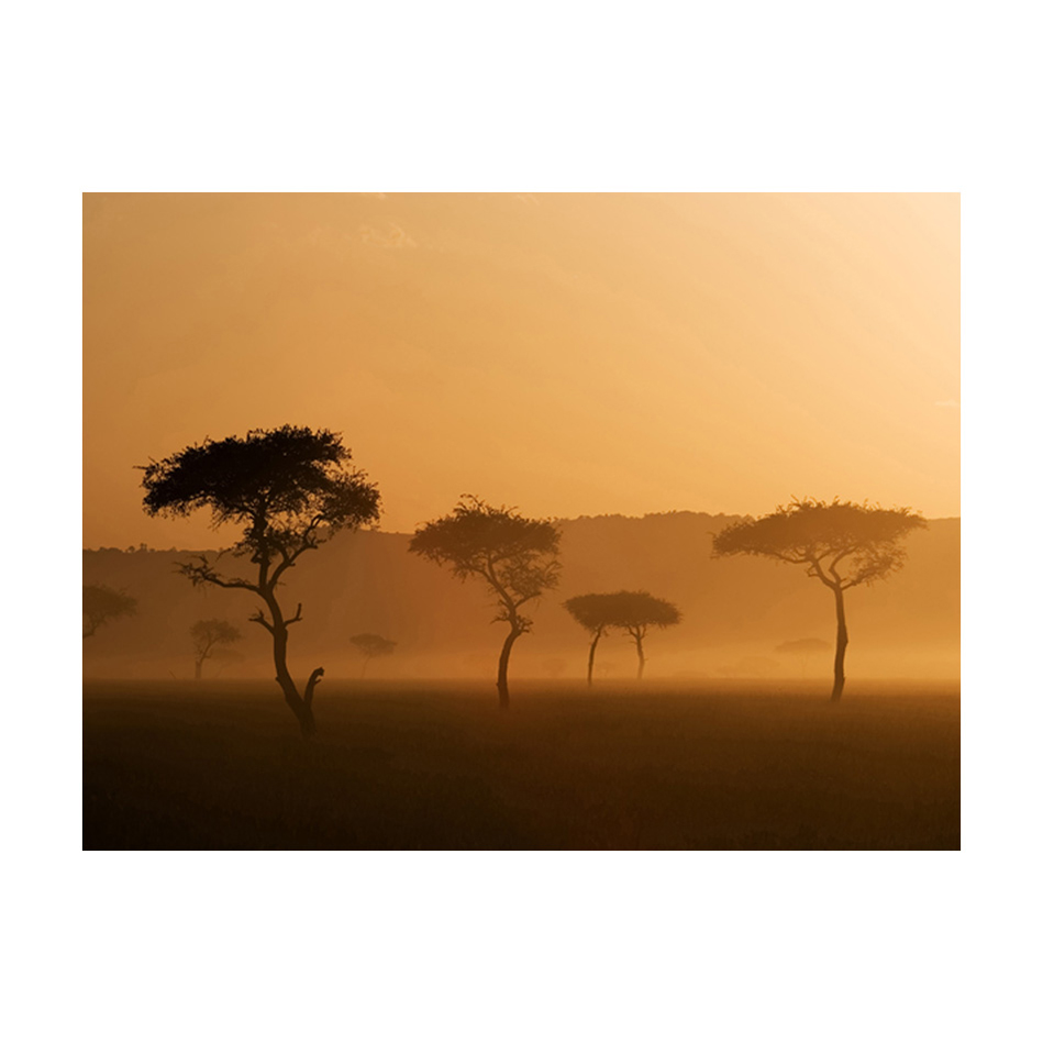 Fototapet Arkiio Massai Mara