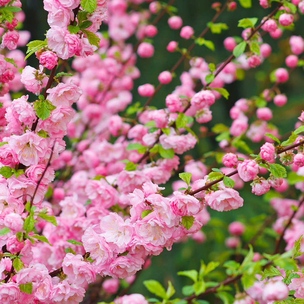 Prydnadsträd Rosenmandel Omnia Garden Rosa Blomning 100-120 cm med Grönt Lövverk