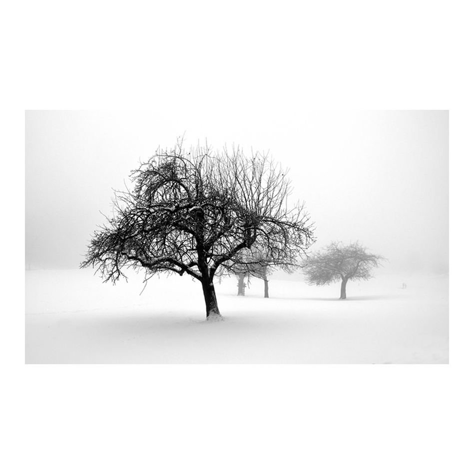 Fototapet Arkiio winter trees 450x270 cm