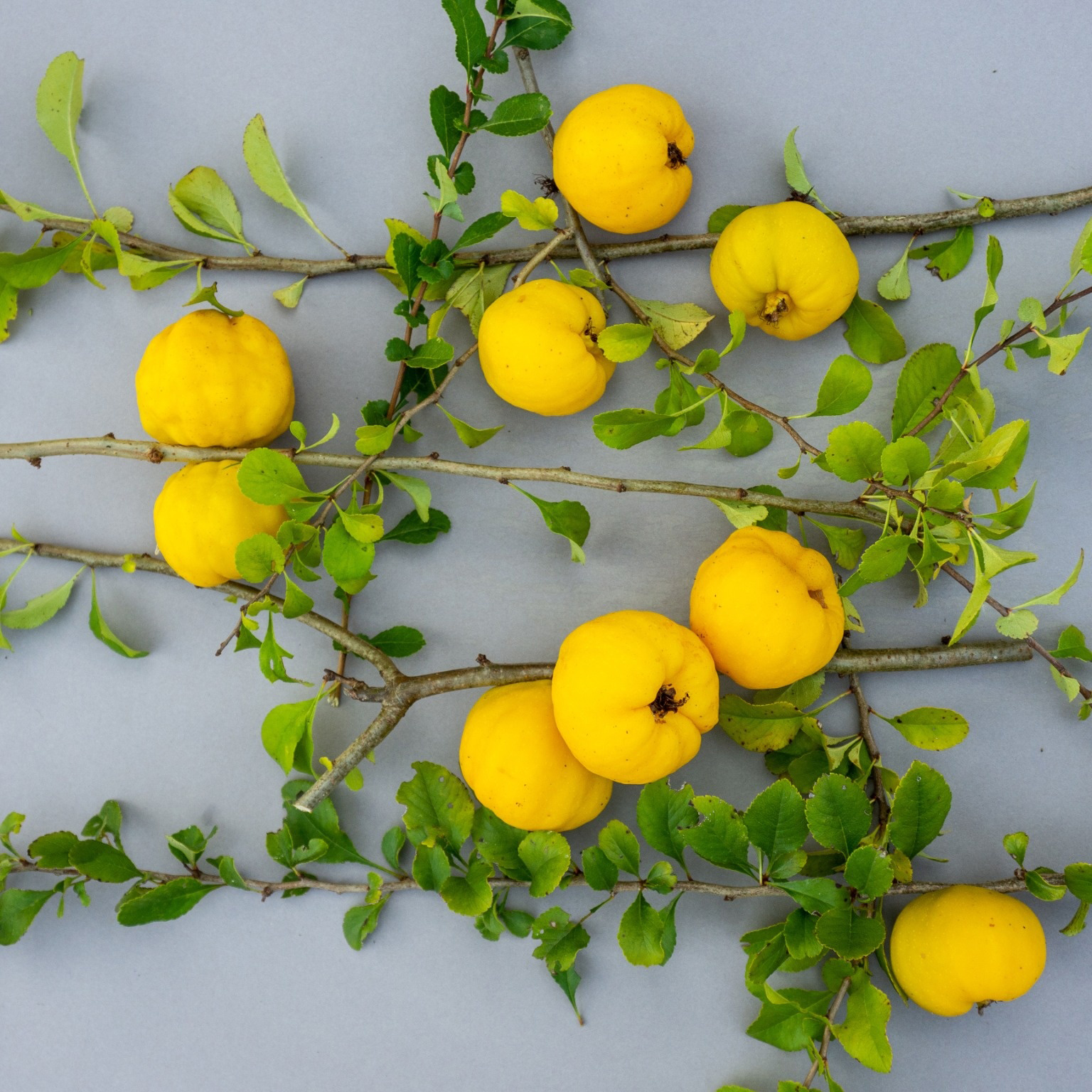 Fruktträd Omnia Garden Liten Rosenkvitten Balsgård Rondo 'Rondo'
