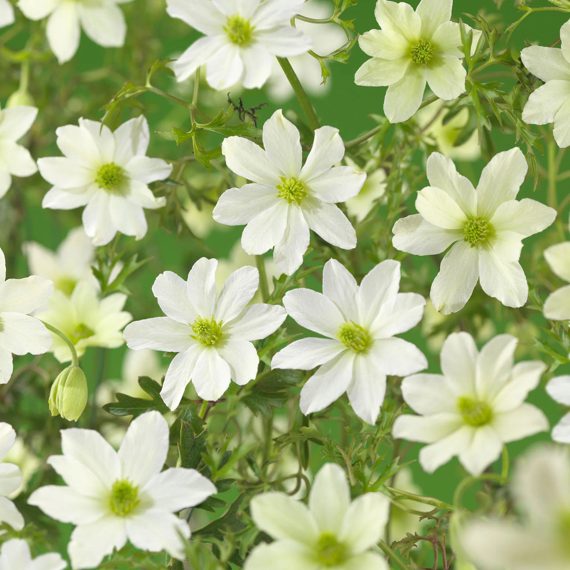 Klätterväxt Klematis Omnia Garden Early Sensation 40-60 cm