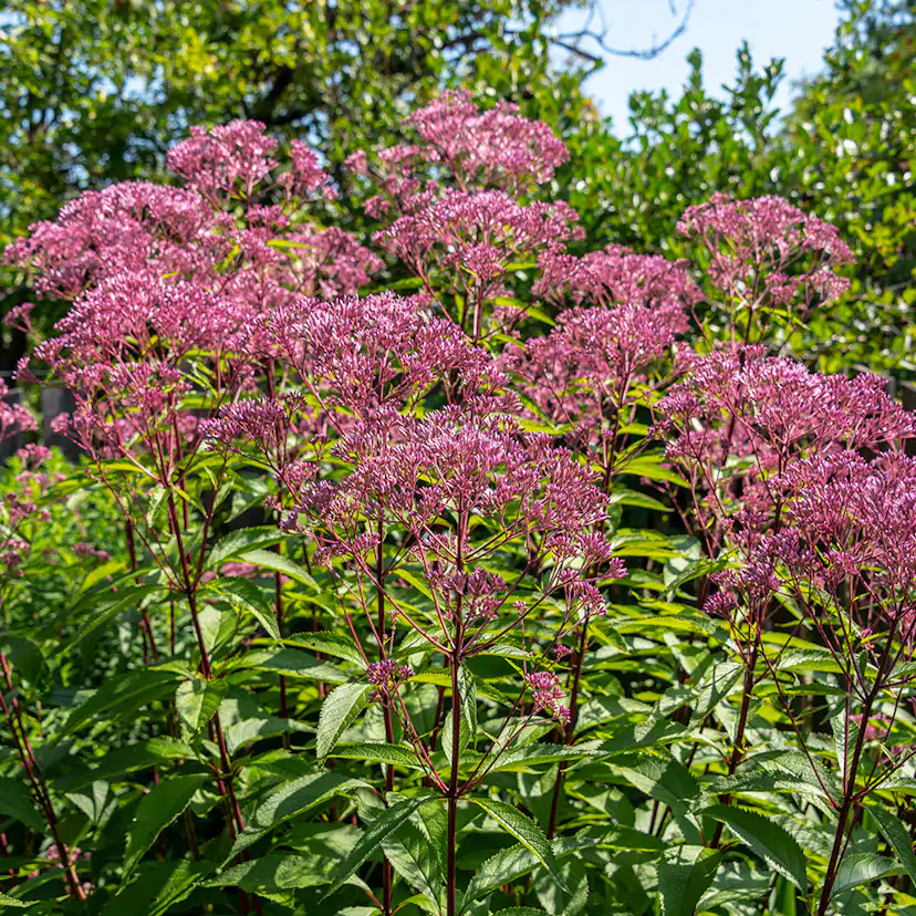 Planta Perenn Omnia Garden Fläckflockel Atropurpureum Rosenflockel