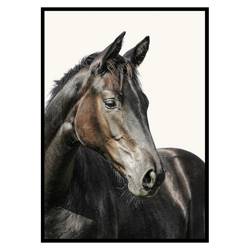 Poster Gallerix Brown Horse