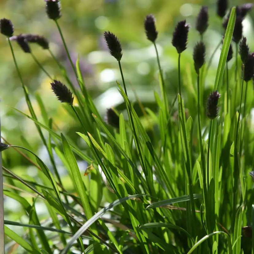 Perenn Omnia Garden Perennpaket Helheten