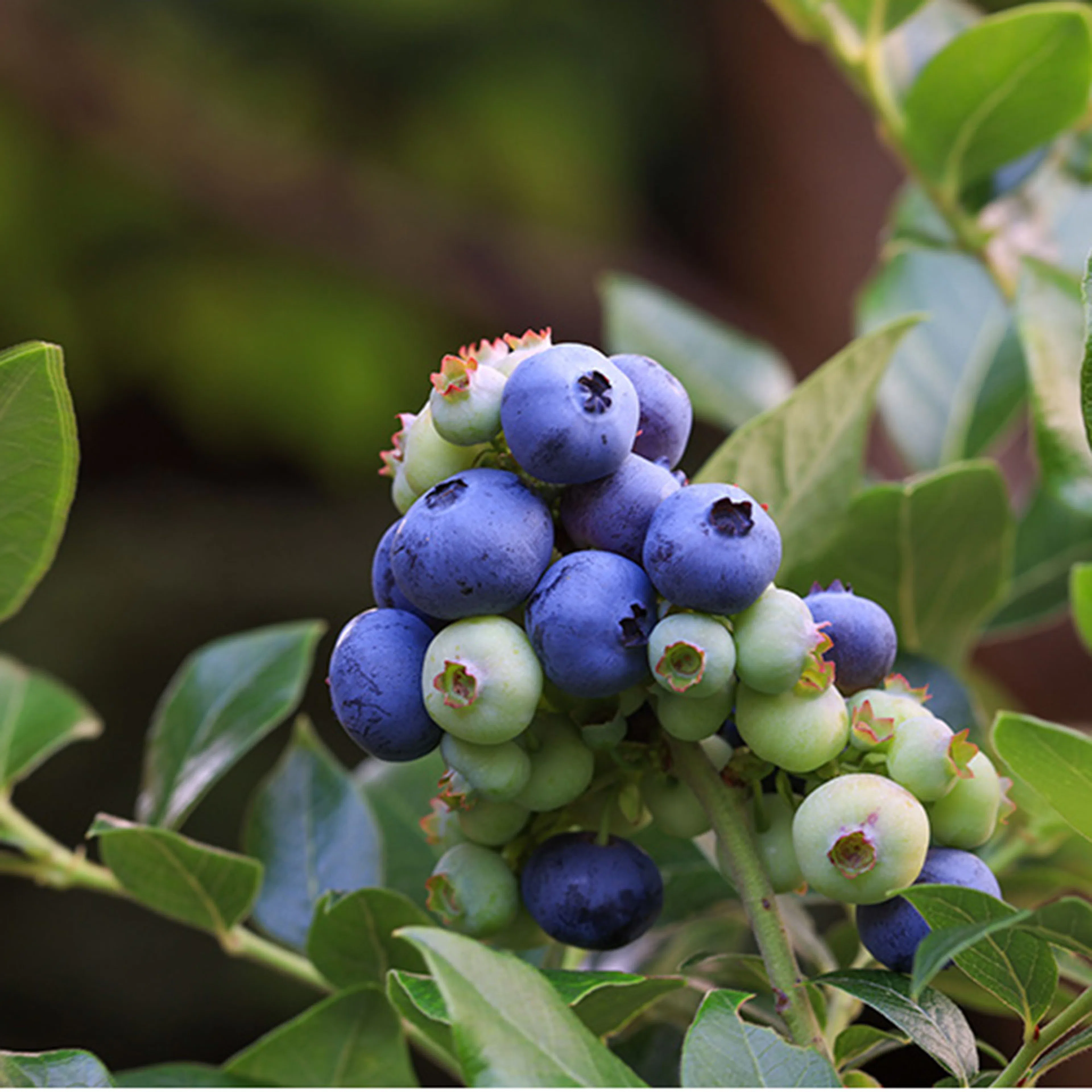 Blåbär Omnia Garden Hybrid Vaccinium Northblue