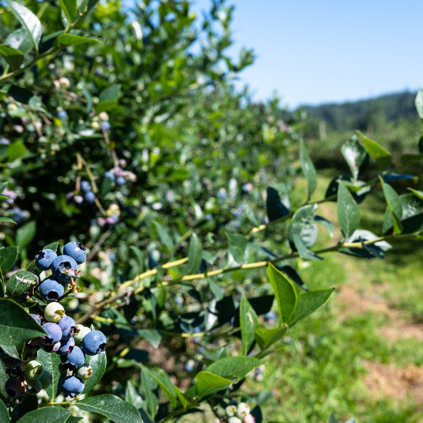 Bärbuske Omnia Garden Amerikanskt Blåbär Vaccinium Corymbosum Reka