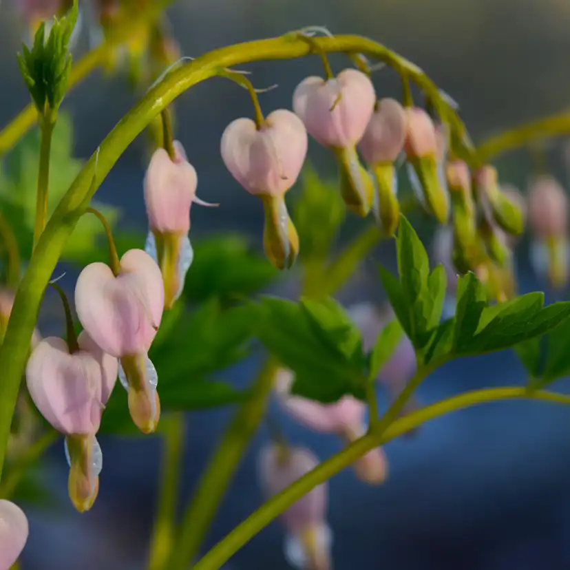 Perenn Omnia Garden Perennpaket Pollinatörernas Favorit