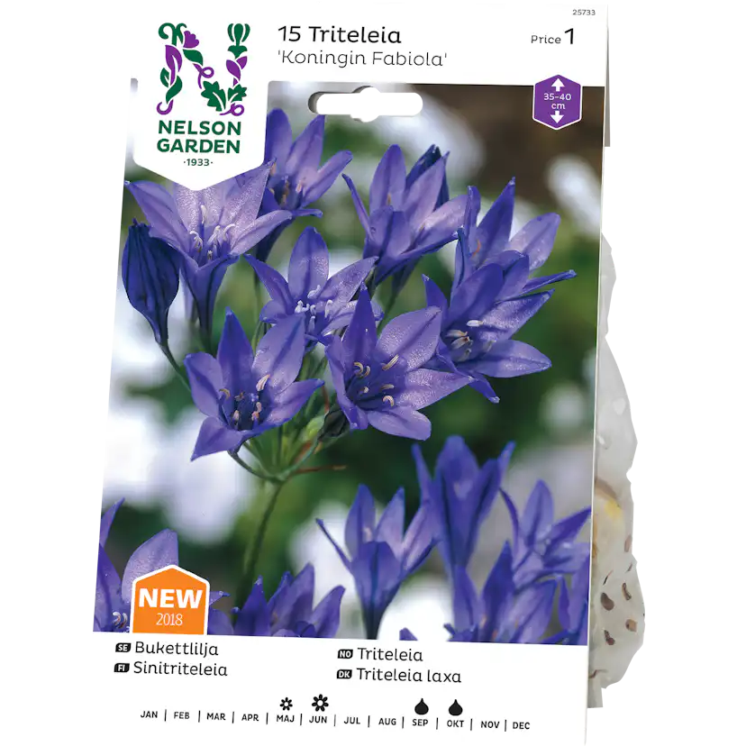 Bukettlilja Nelson Garden Koningin Fabiola