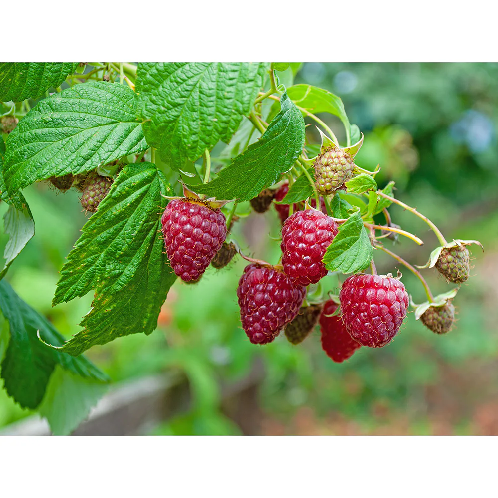 Hallon Omnia Garden Rubus Autumn Bliss E