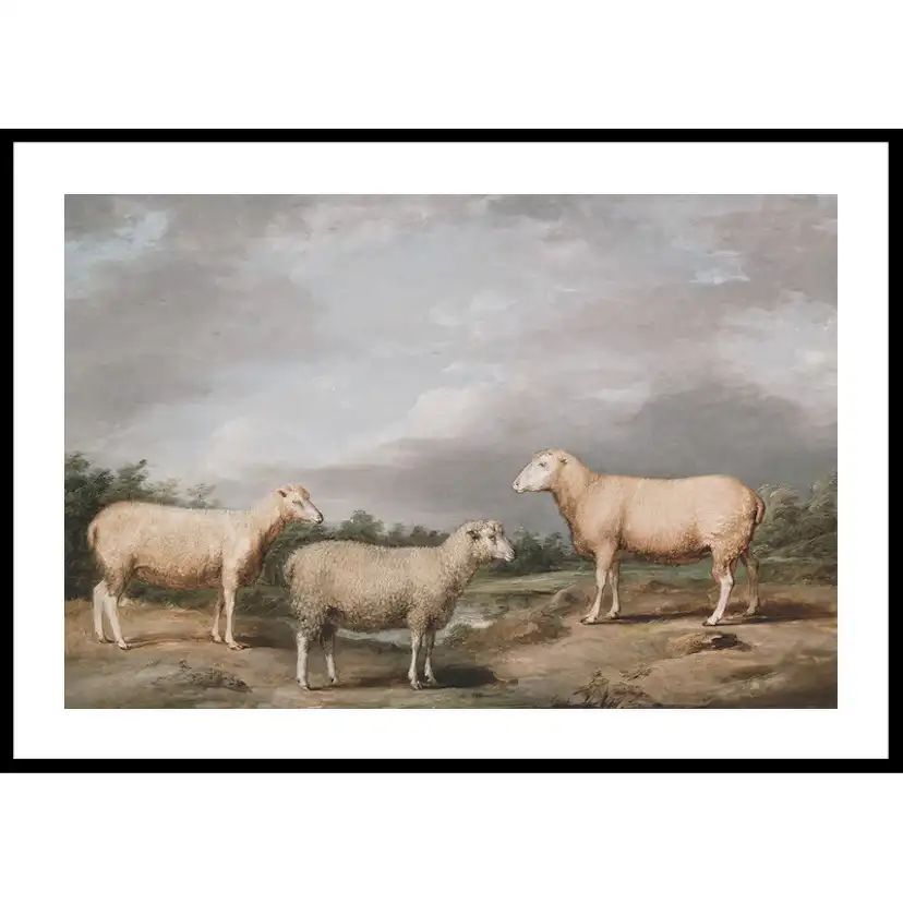 Poster Gallerix Ryelands Sheep The King's Ram The King's Ewe And Lord Somerville's Wether By James Ward