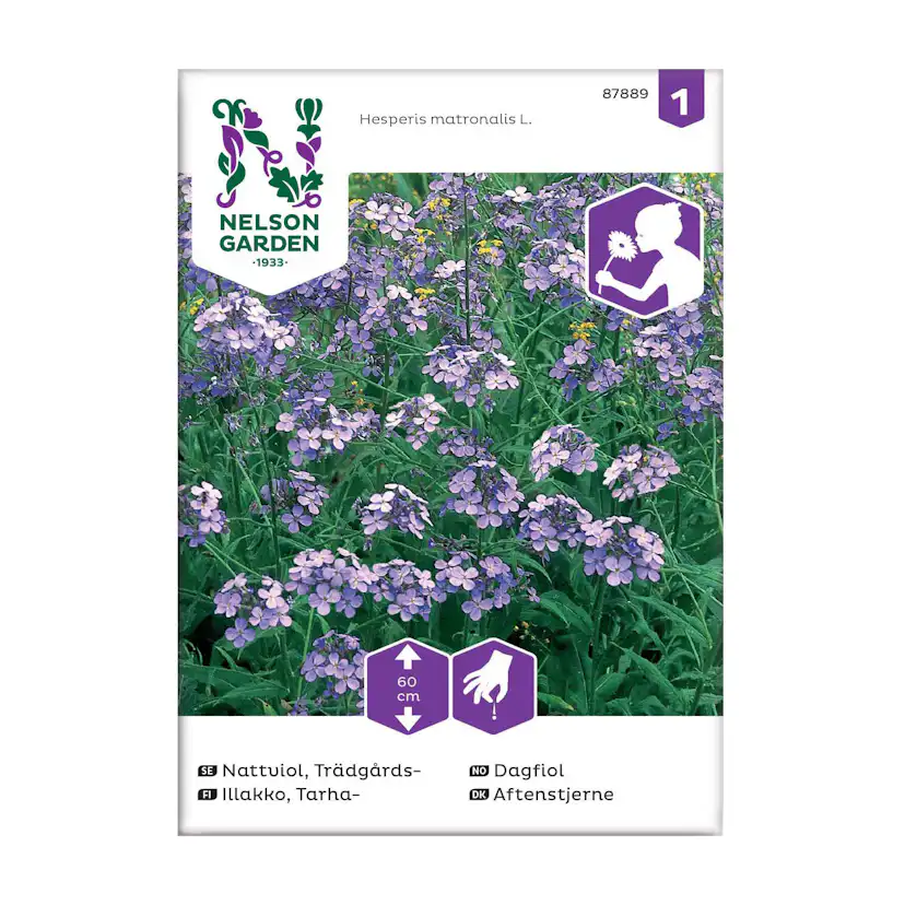 Frö Trädgårdsnattviol Nelson Garden violett