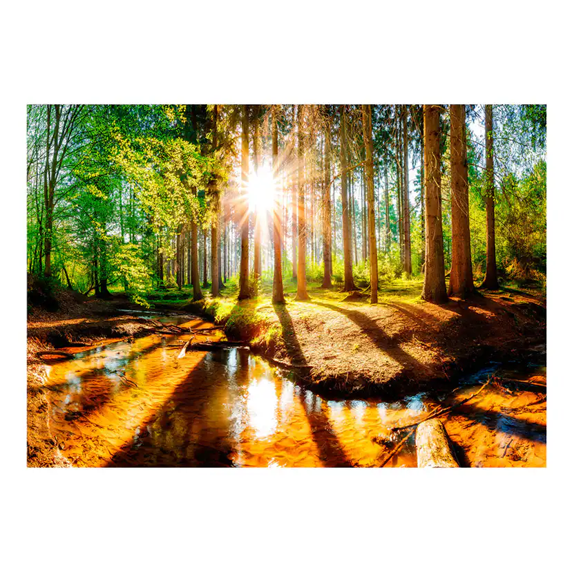 Fototapet Arkiio Marvelous Forest