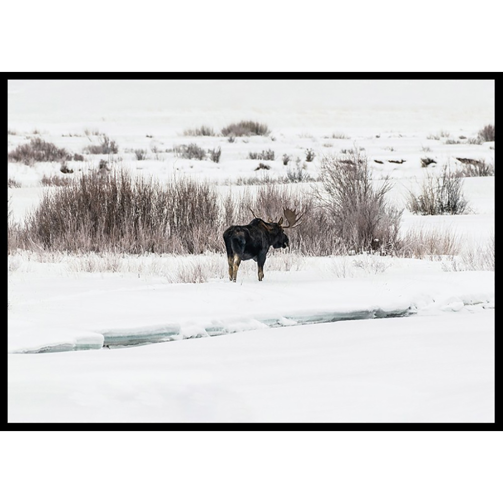 Poster Gallerix Moose In Snow
