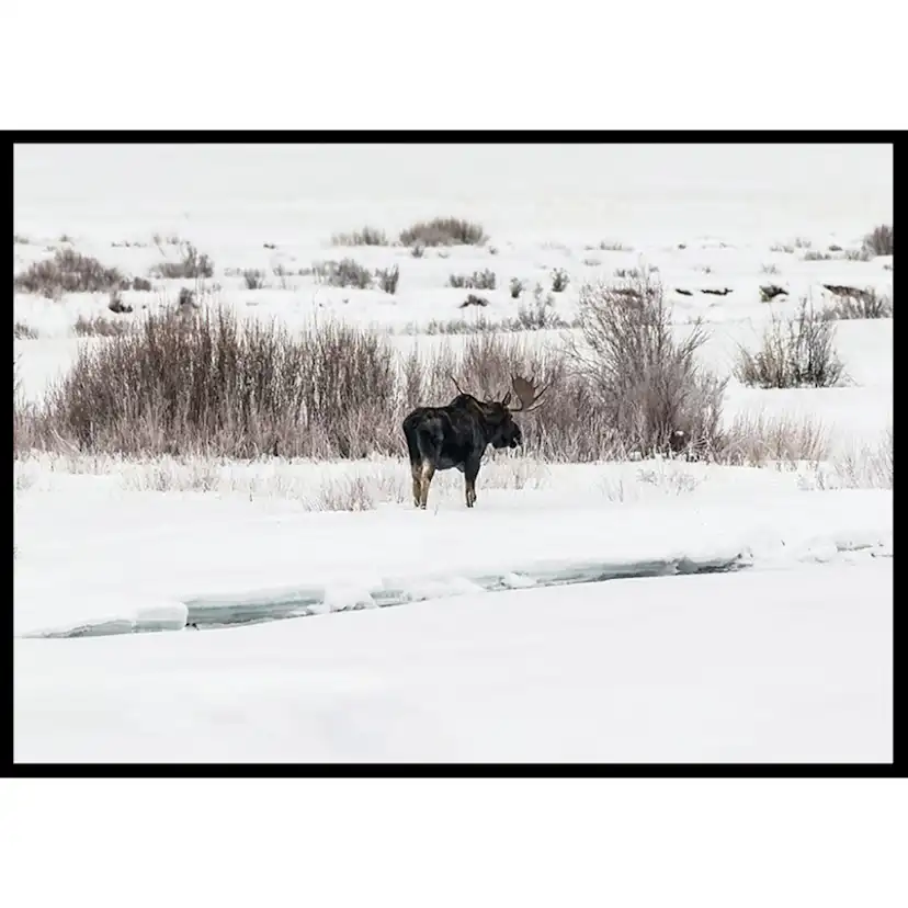 Poster Gallerix Moose In Snow