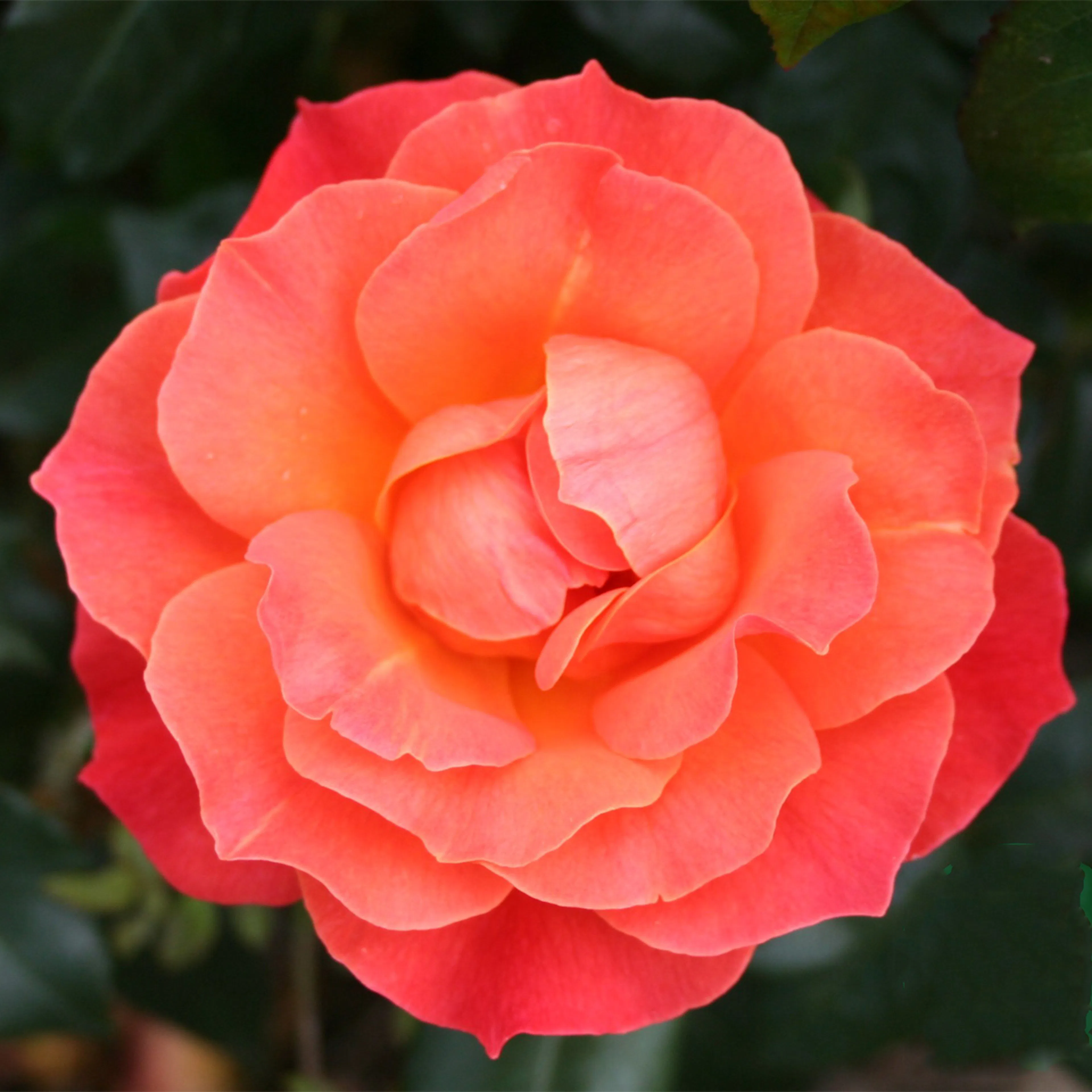Rosa "Fellowship", 1-pack 1-pack
