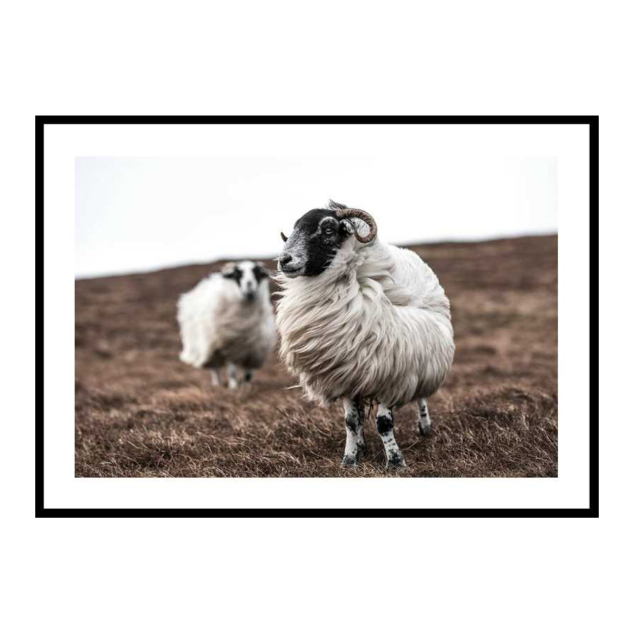 Farm Sheep 70x100 cm