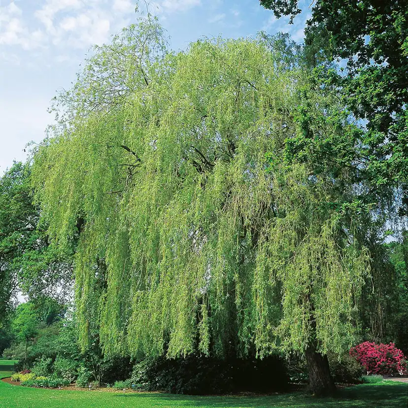 Prydnadsträd Pil Omnia Garden Kaskadpil 150-200 cm, Grönt Lövverk, Snabbväxande & Fuktigt Läge