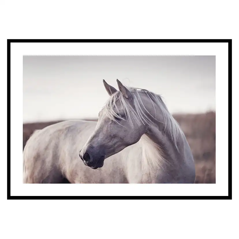 Poster Gallerix White Horse