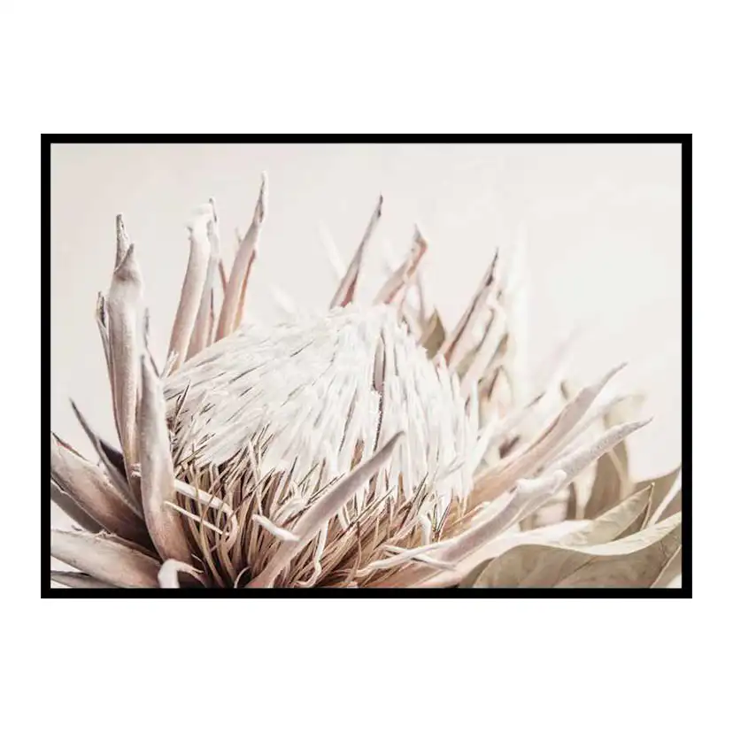 Poster Gallerix Protea Flower No1