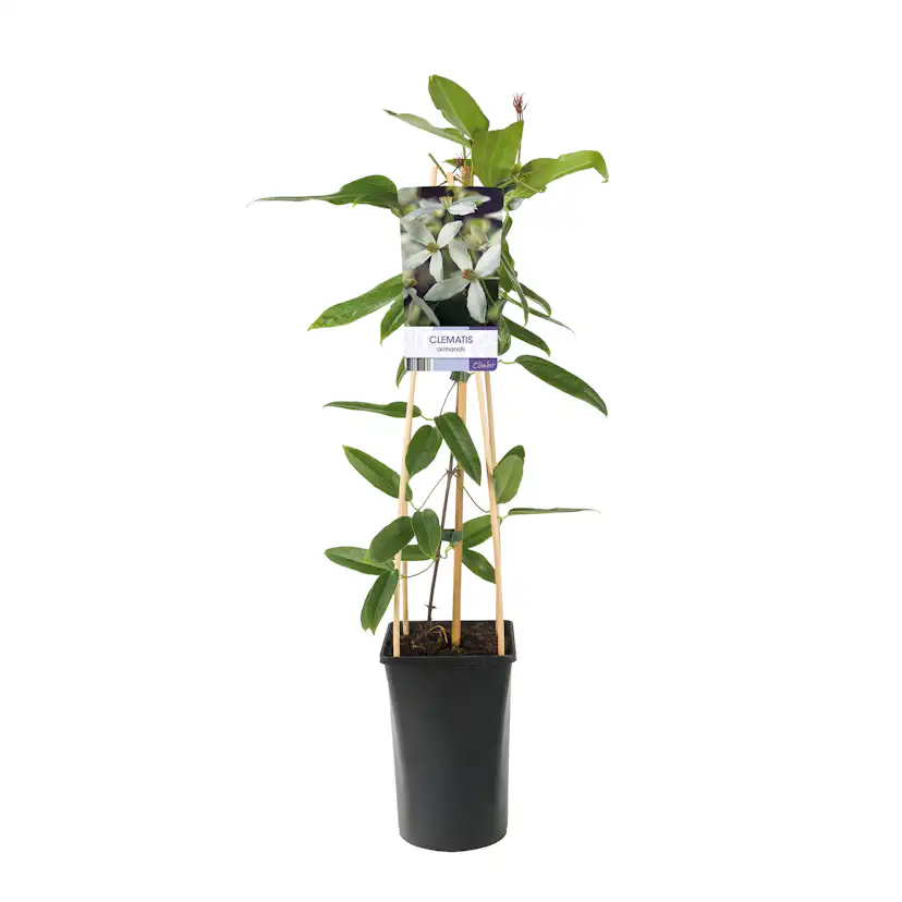 Klätterväxt Vintergrön Klematis Omnia Garden Armandii 40-60 cm