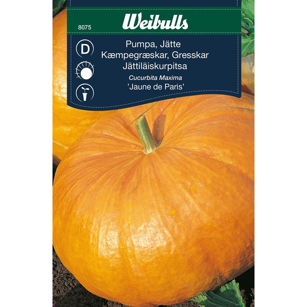 Frö Pumpa Weibulls Jättepumpa