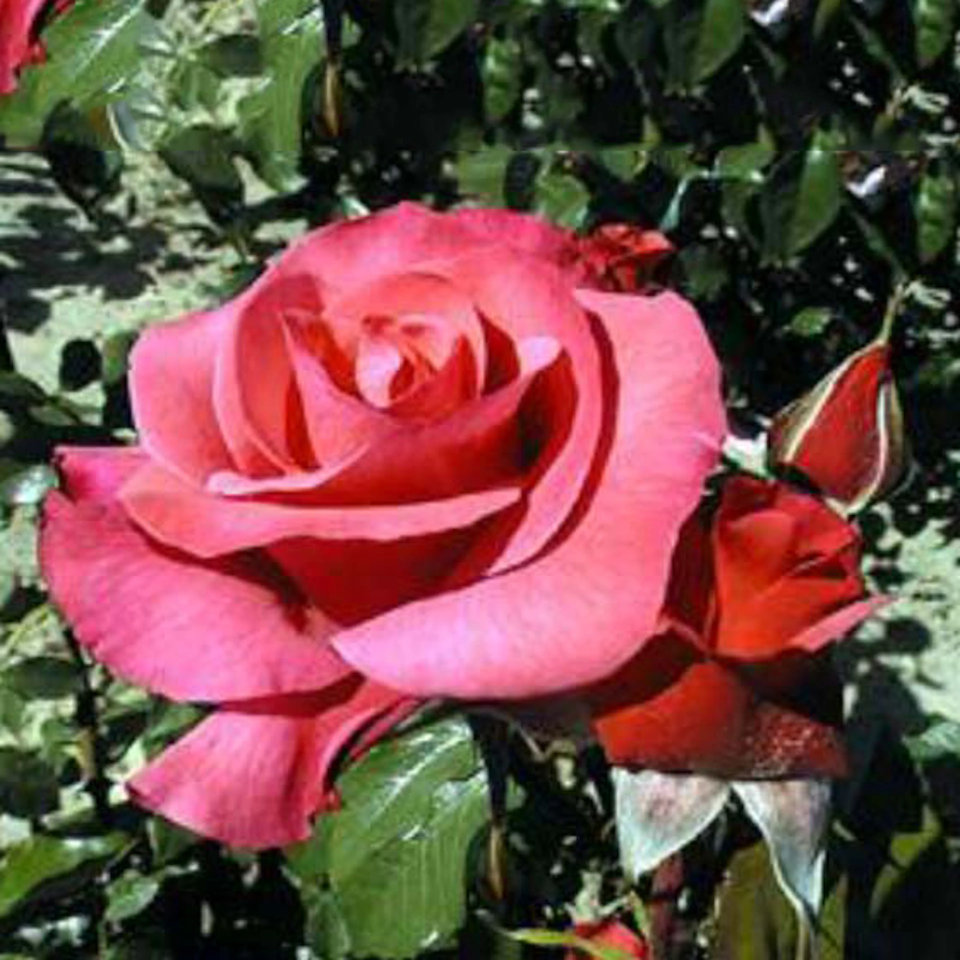 Rosa "Rosenresli", 1-pack 1-pack
