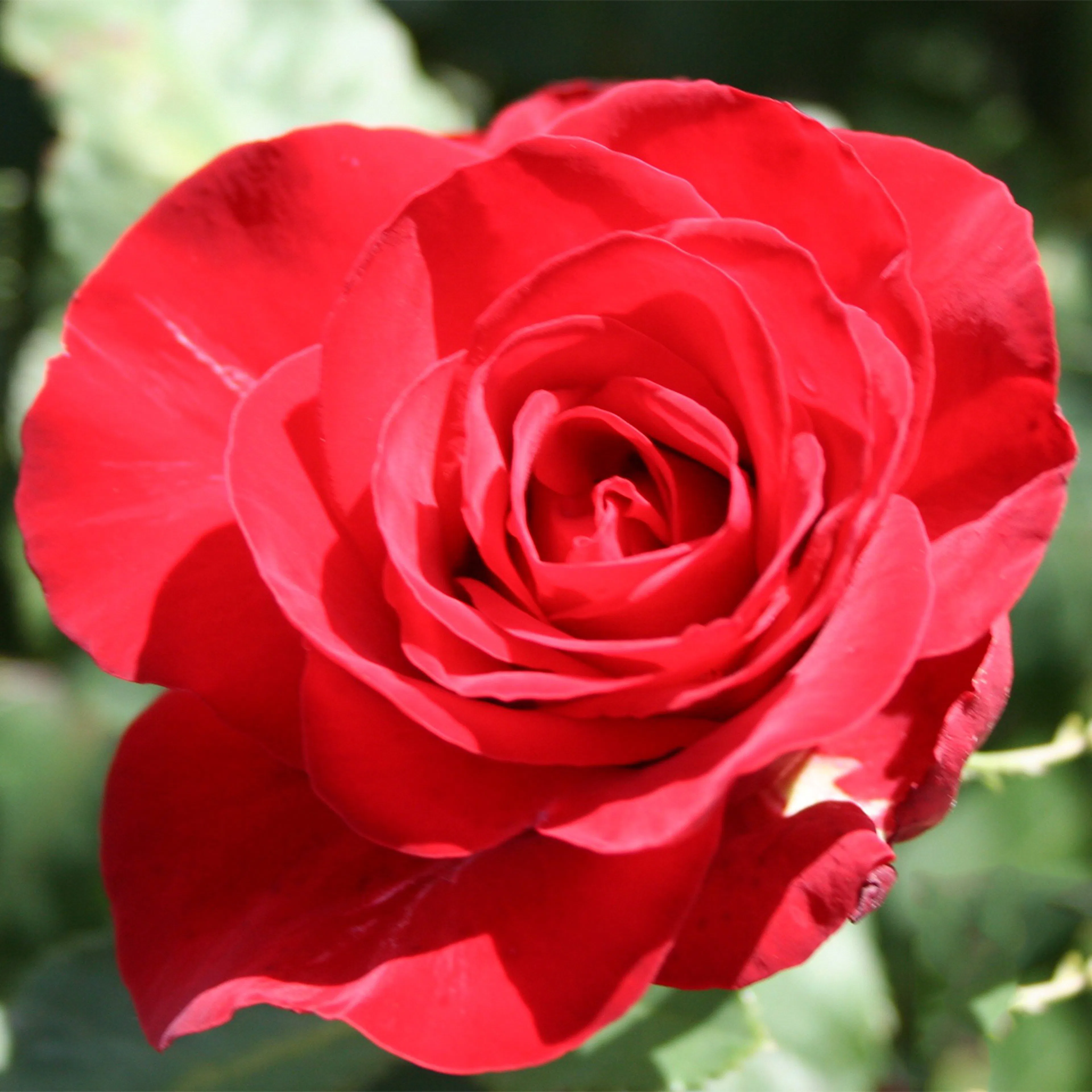Rosa "Courage", 5-pack 5-pack