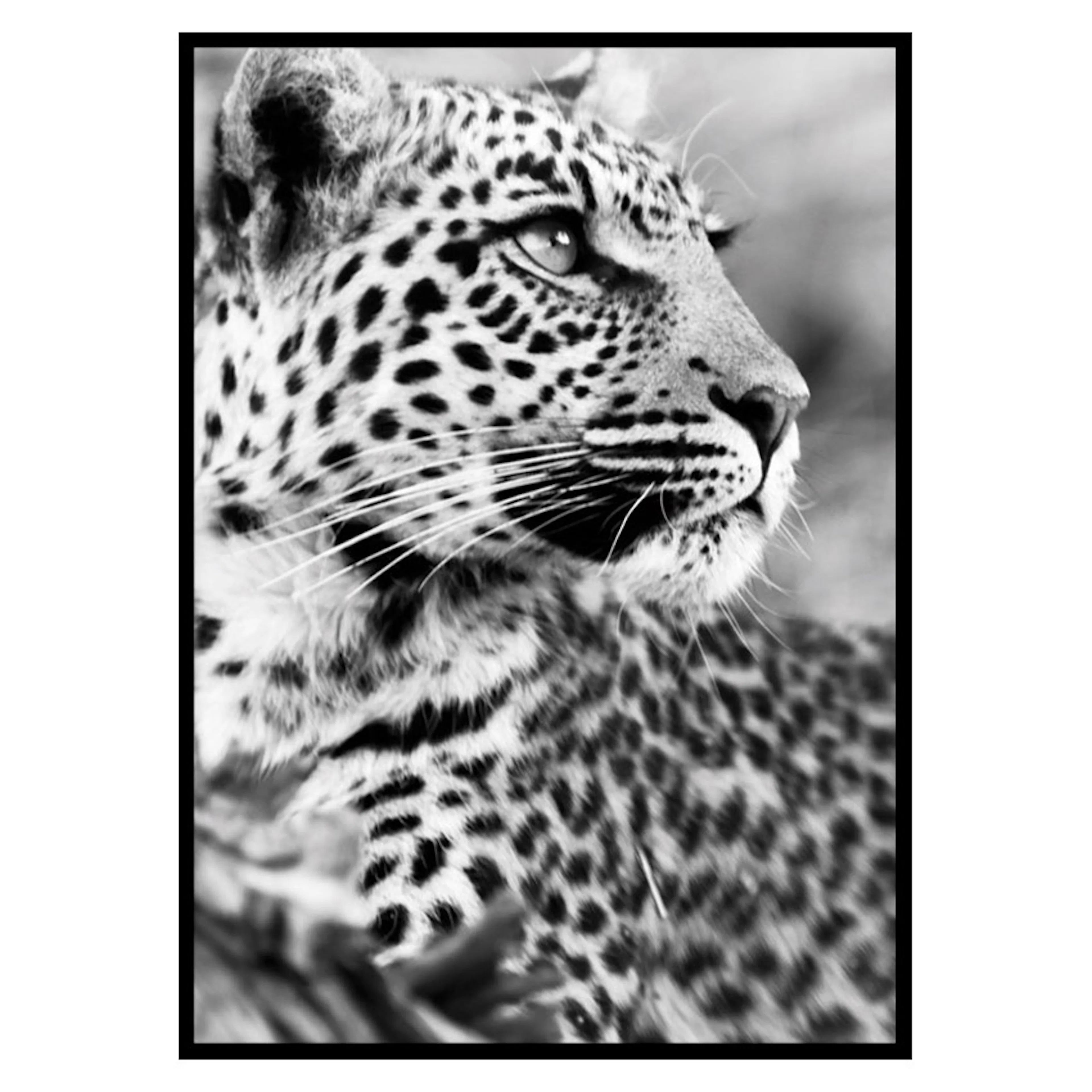 Poster Gallerix Leopard B&W