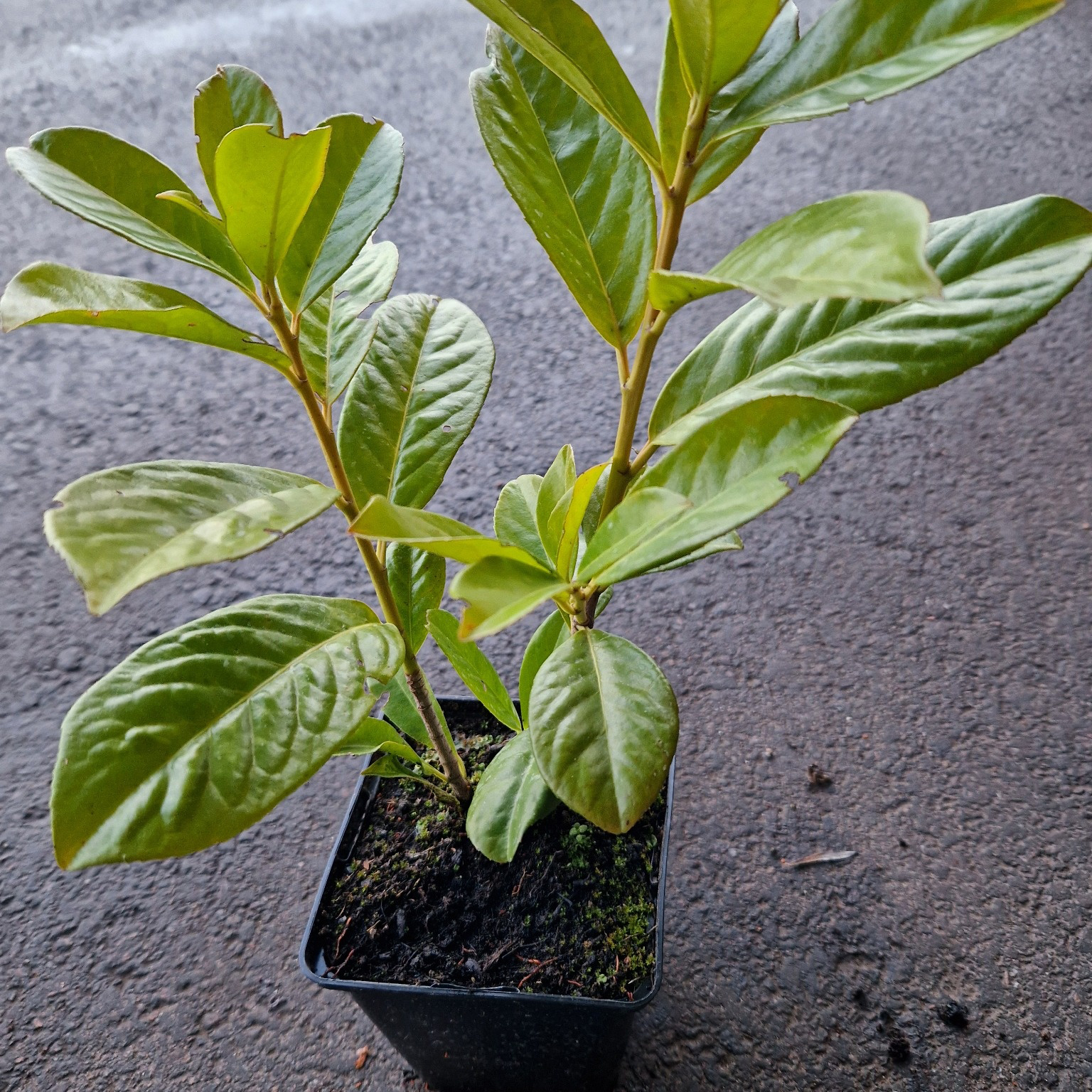 Häck Omnia Garden Lagerhägg Novita