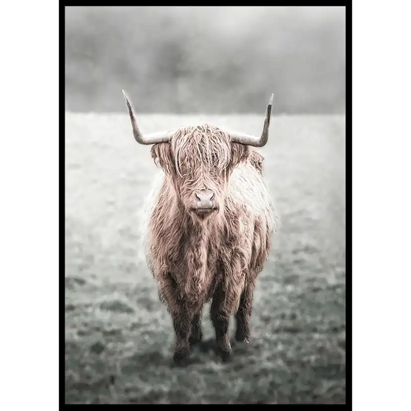 Poster Gallerix Highland Cow