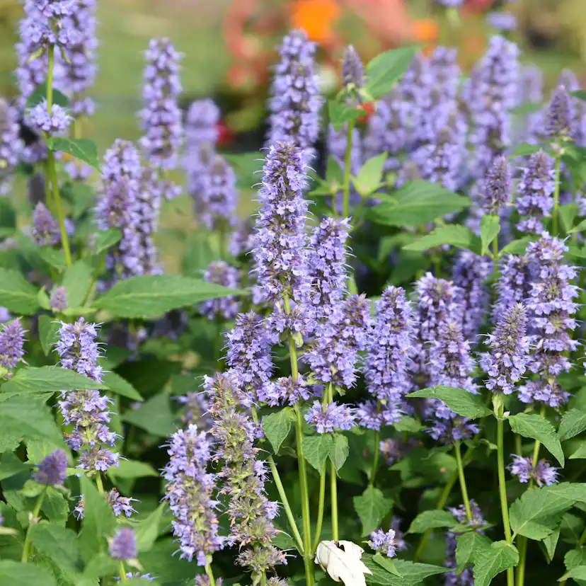 Planta Anisört Omnia Garden Blue Fortune