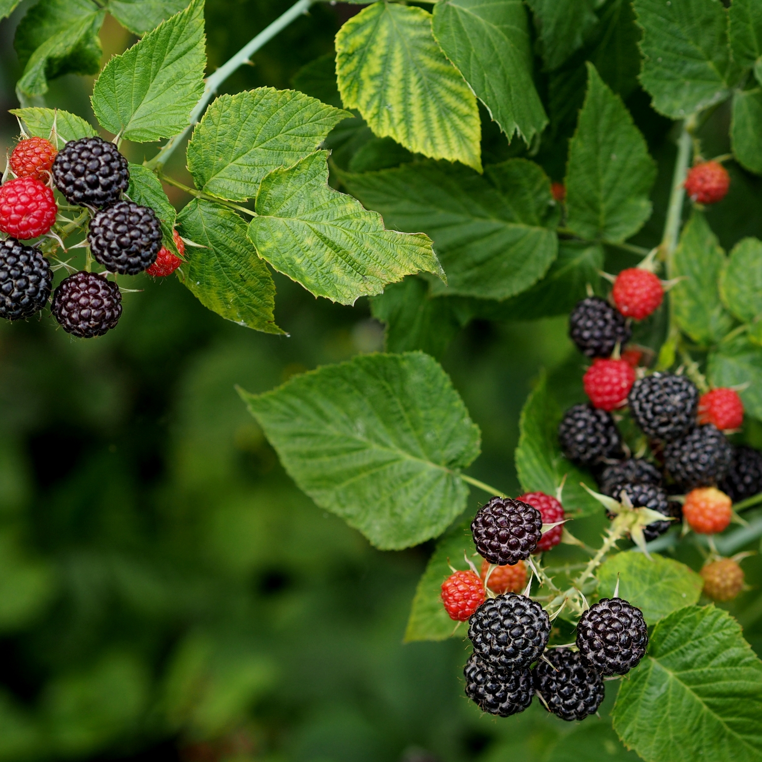 Buske Hallon Omnia Garden Svart