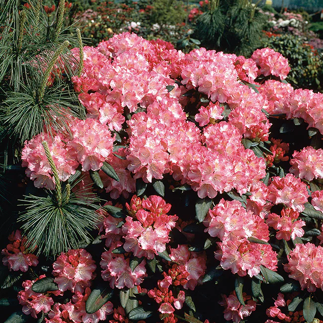 Rhododendron Omnia Garden Morgonrot 25-30 cm