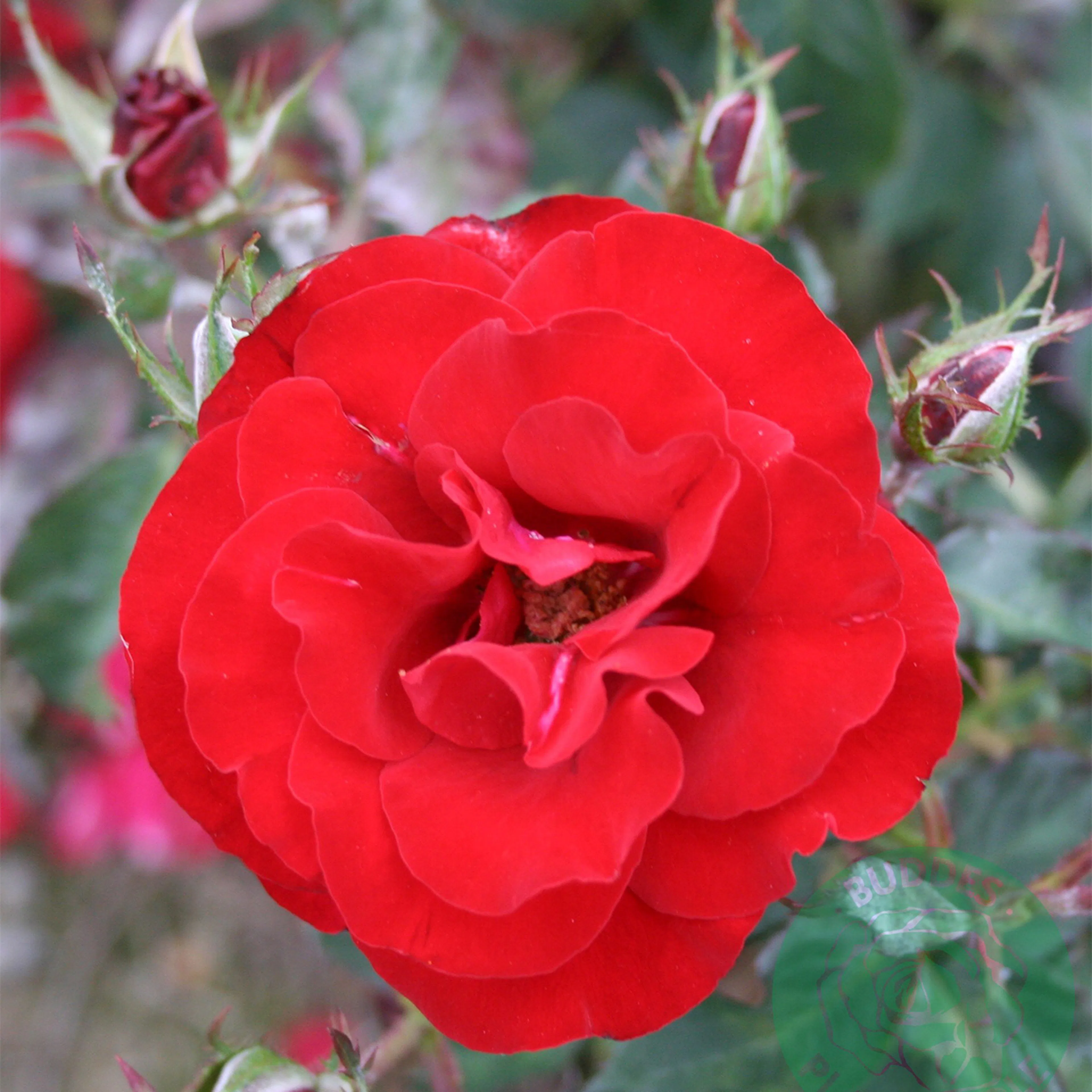 Rosa "H.C. Andersen", 1-pack 1-pack