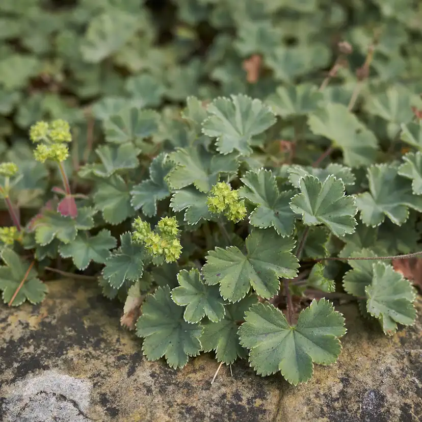 Marktäckare Omnia Garden Rödskaftig Daggkåpa