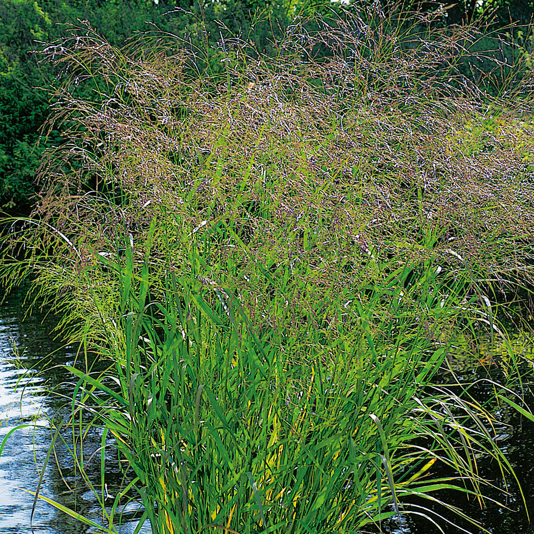 Planta Omnia Garden Jungfruhirs Squaw