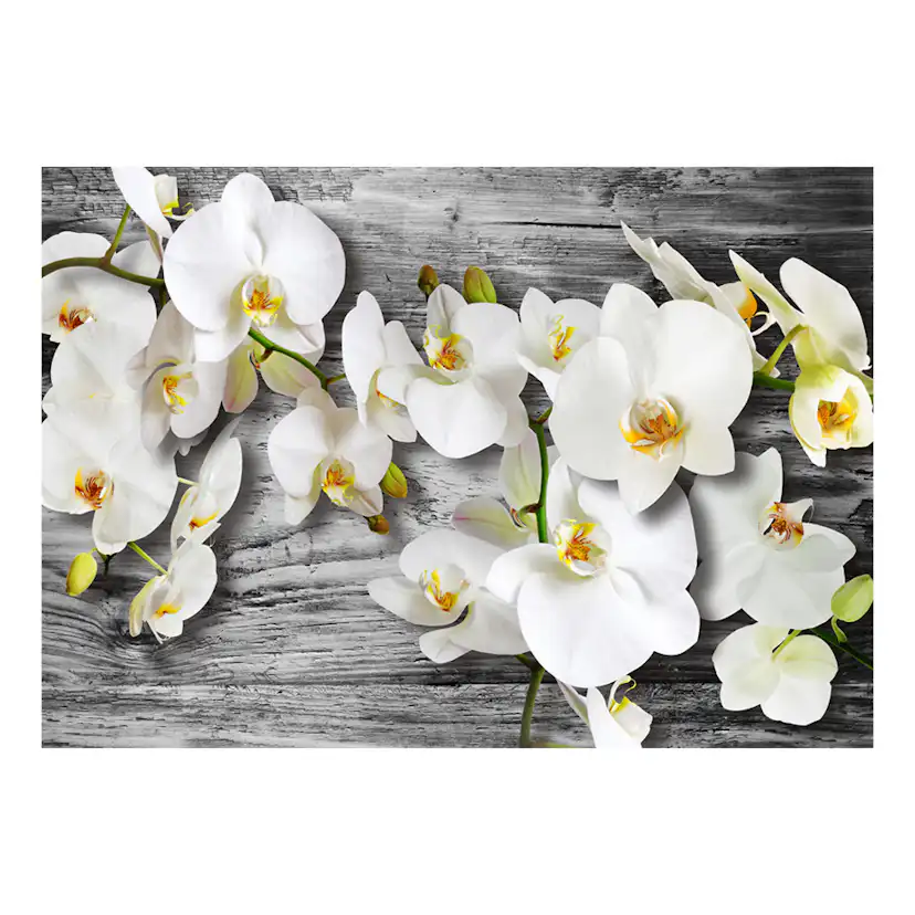 Fototapet Arkiio Callous Orchids III