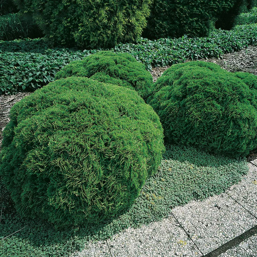 Klottuja Omnia Garden Danica 20-25 cm