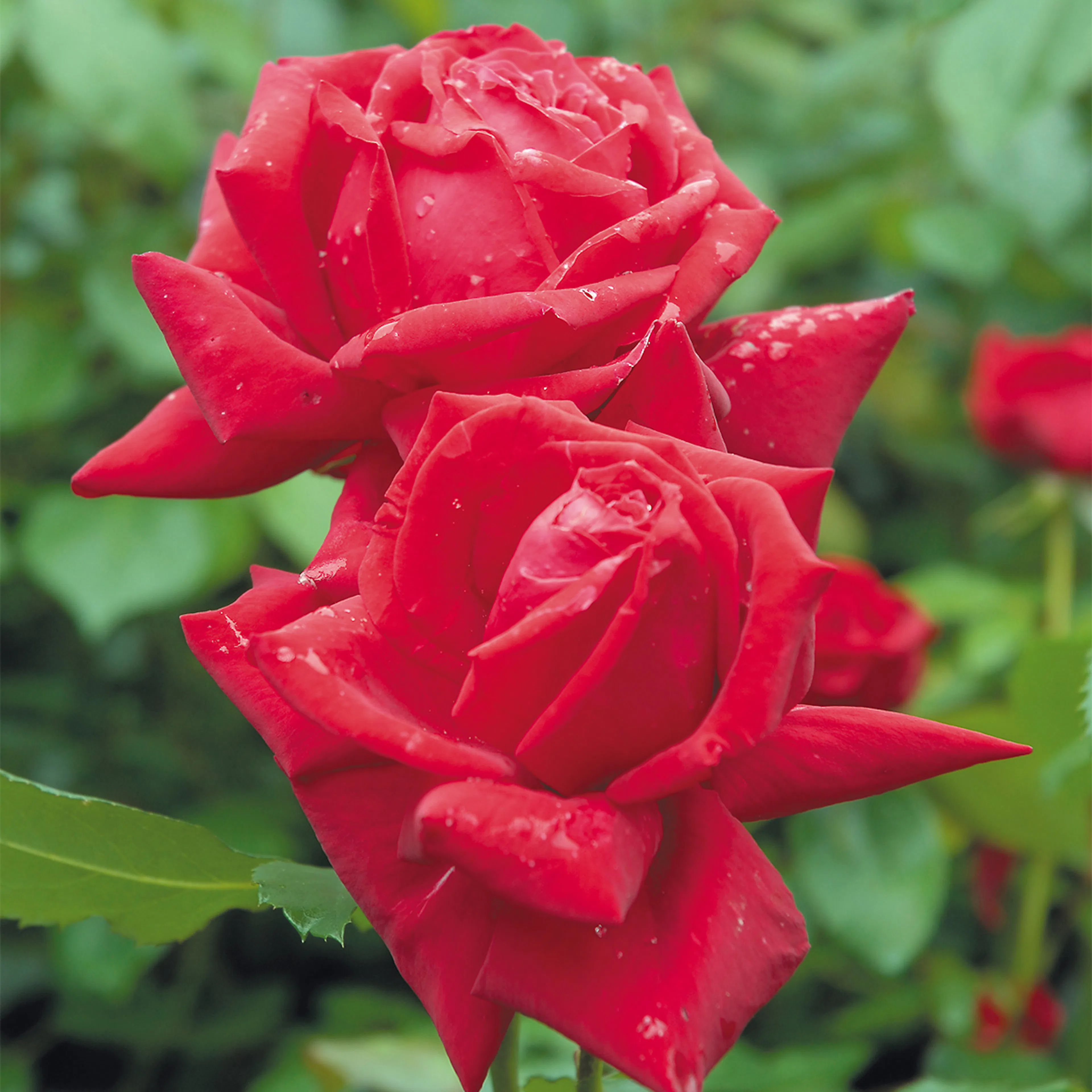 Rosa "Isabella Rossellini", 10-pack 10-pack