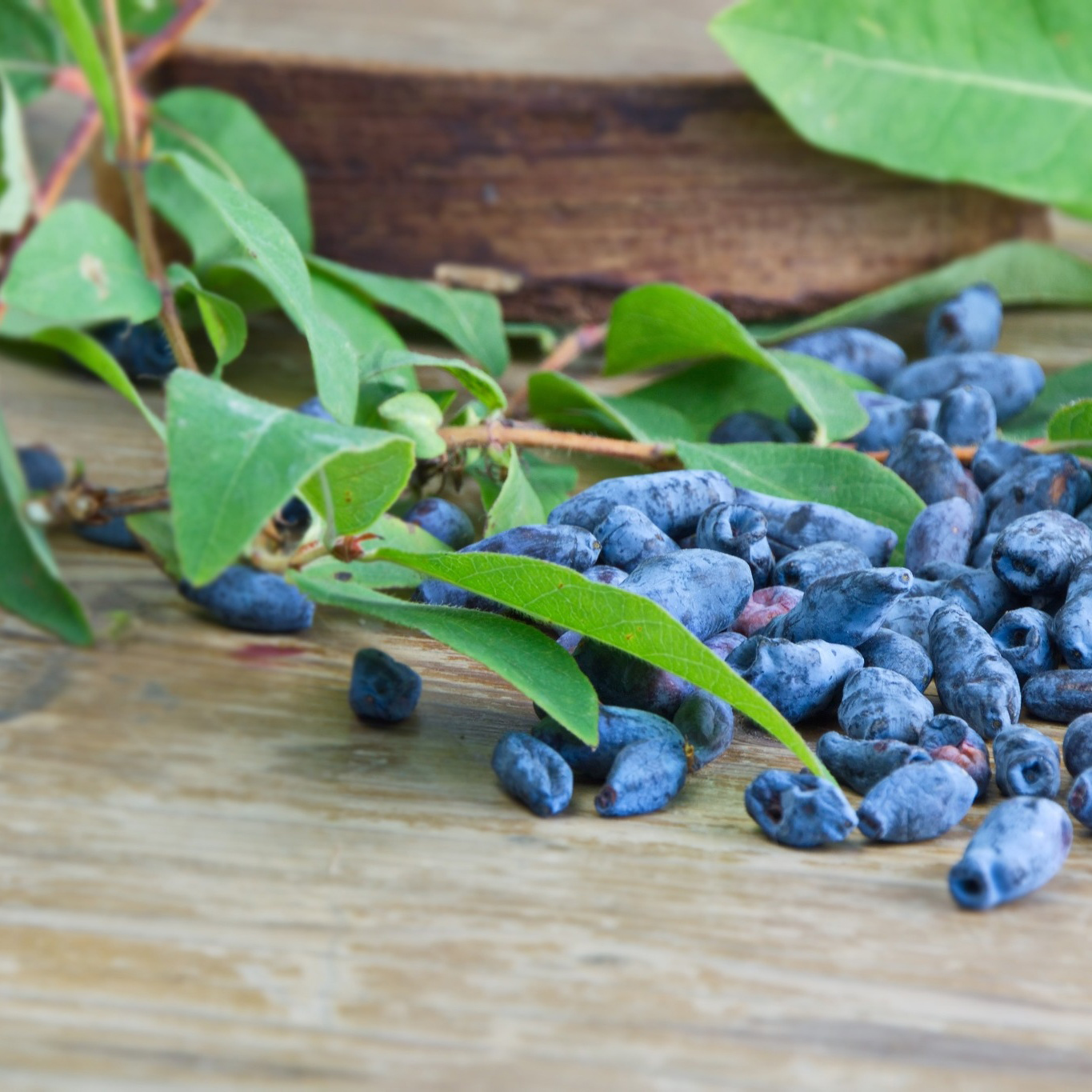Bärbuske Omnia Garden Blåbärstry Lonicera Caerulea Balalaika