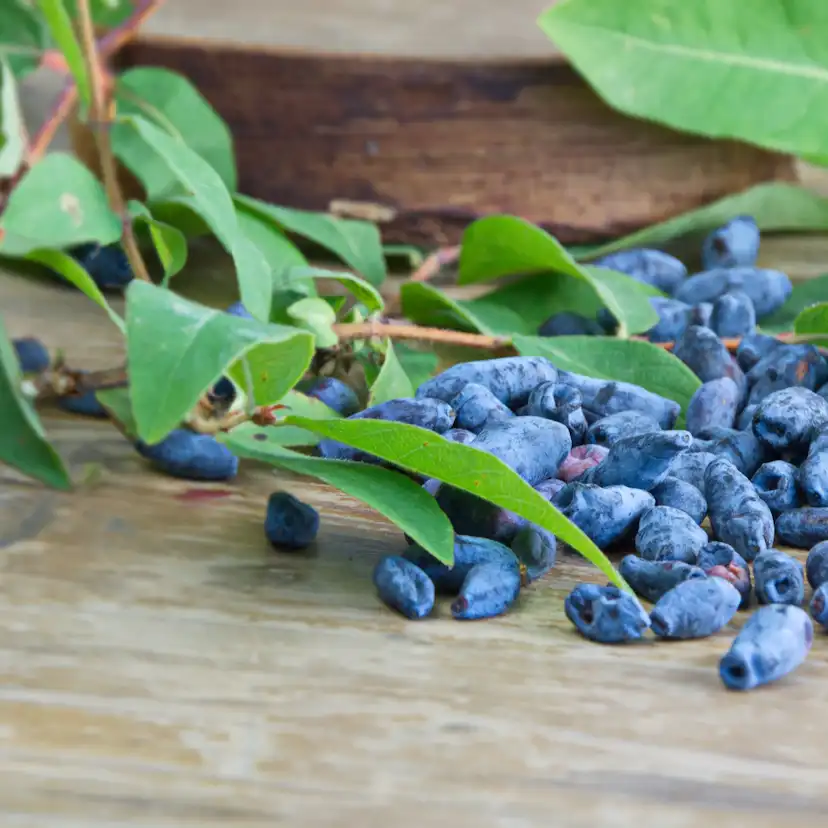 Bärbuske Omnia Garden Blåbärstry Lonicera Caerulea Balalaika