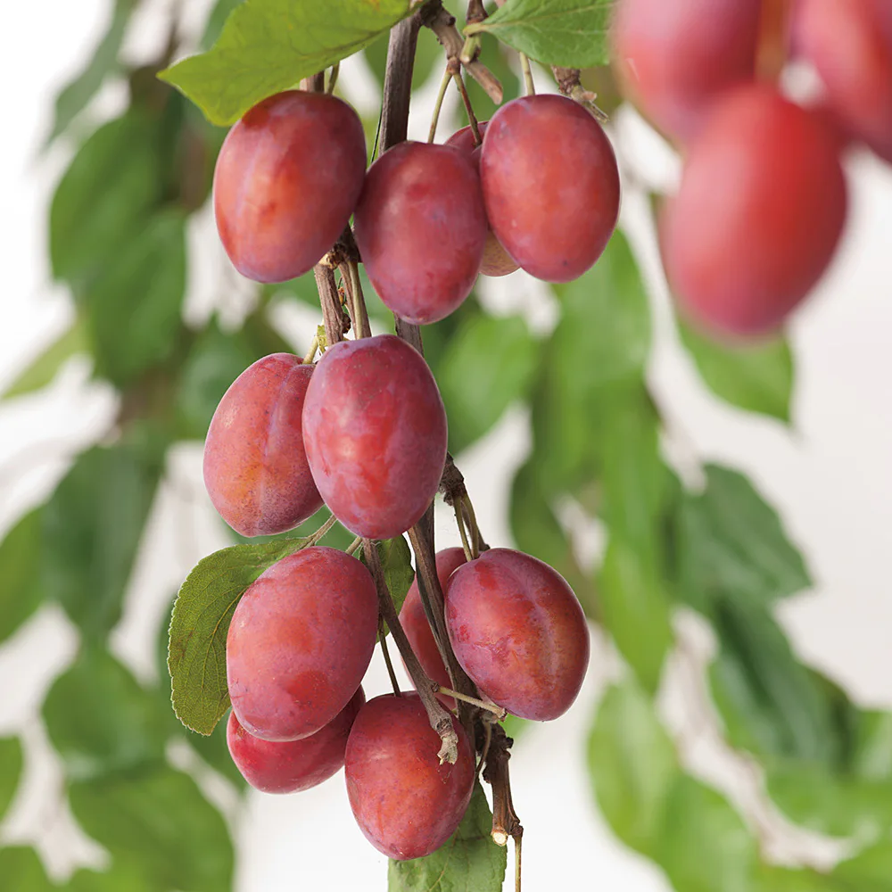 Plommonträd Omnia Garden Victoria