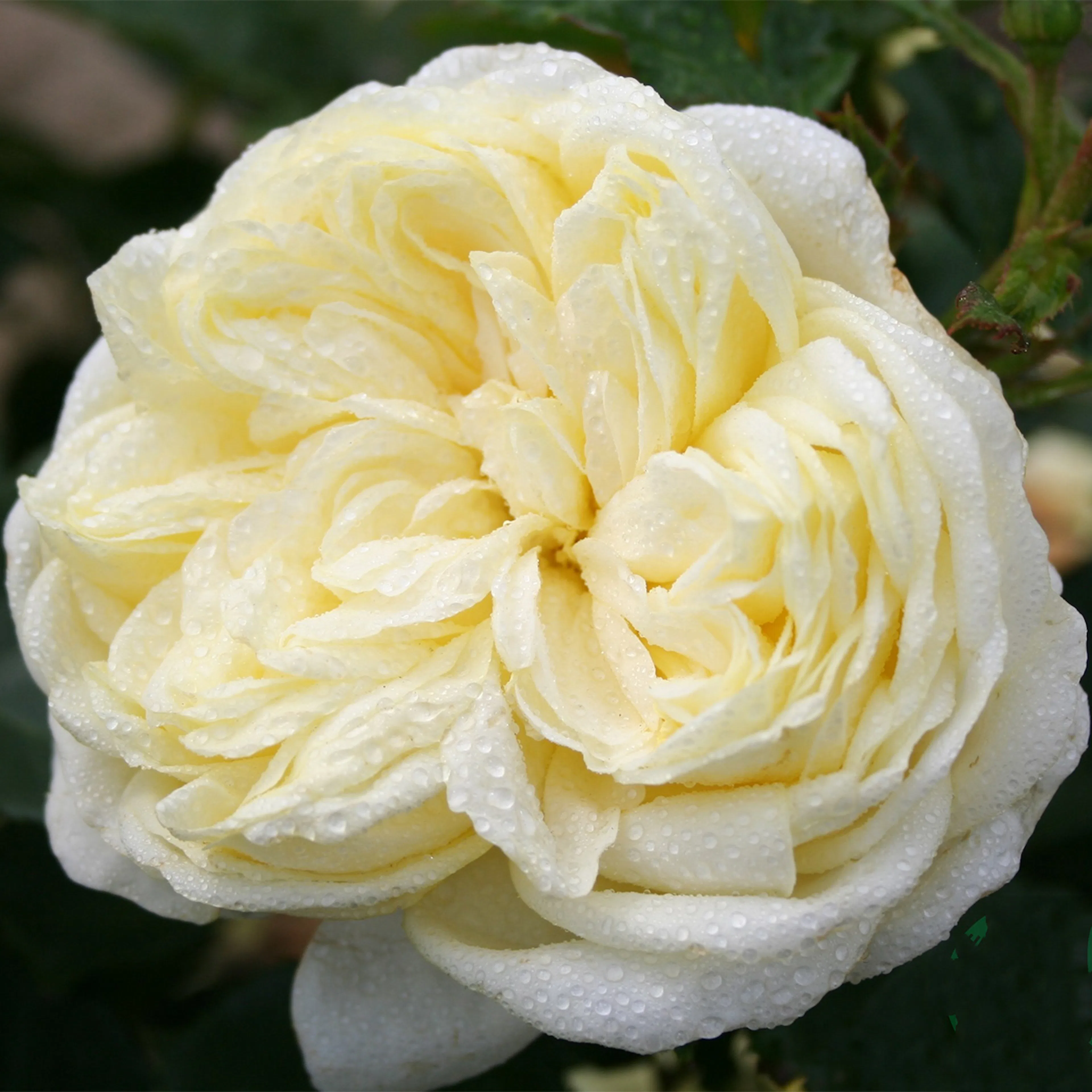 Rosa "Kronprinsesse Mary", 1-pack 1-pack