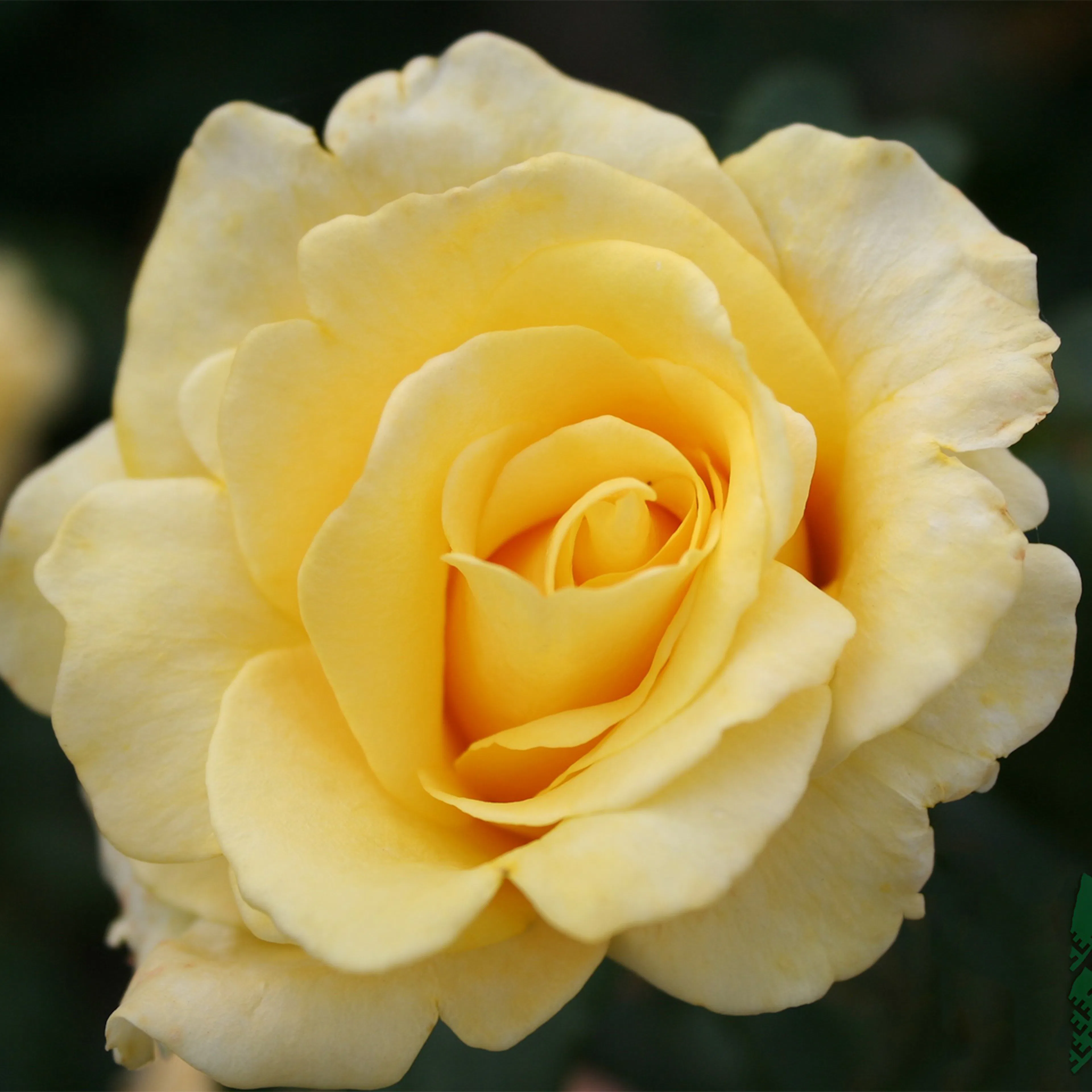 Rosa "Kaj Munk", 1-pack 1-pack